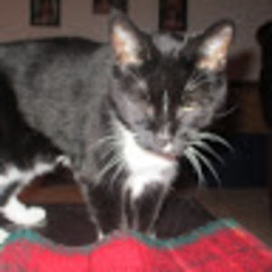 Meet your Posher, Allie & nini's lps productions